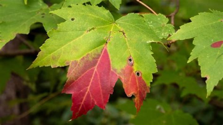 What kind of environment does a red maple tree live in?