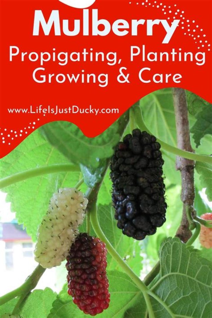 What kind of fruit does a mulberry tree produce?