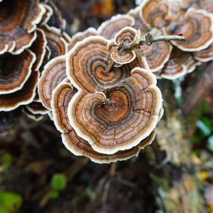 What kind of fungus does a maple tree have?