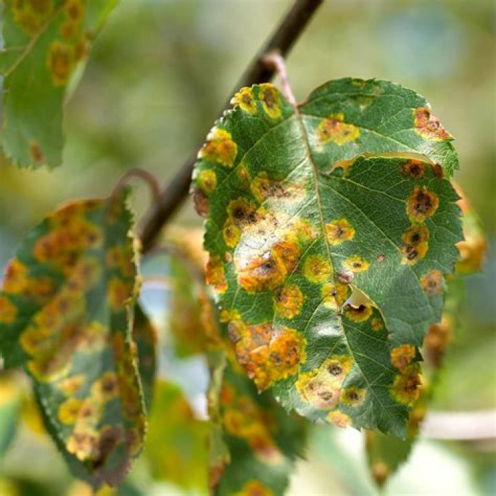 What kind of fungus is on my apple tree?