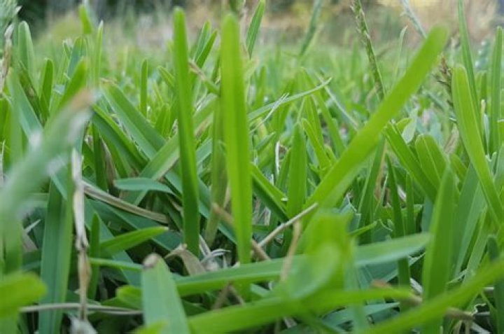 What kind of grass food should I Feed my lawn?