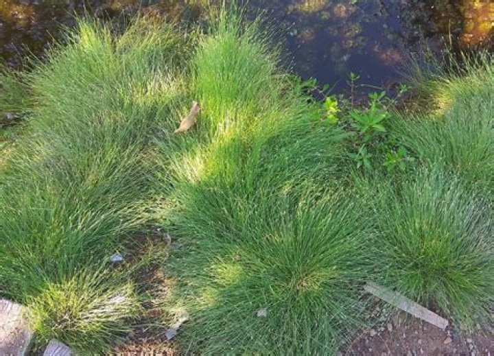 What kind of grass grows best in the shade?