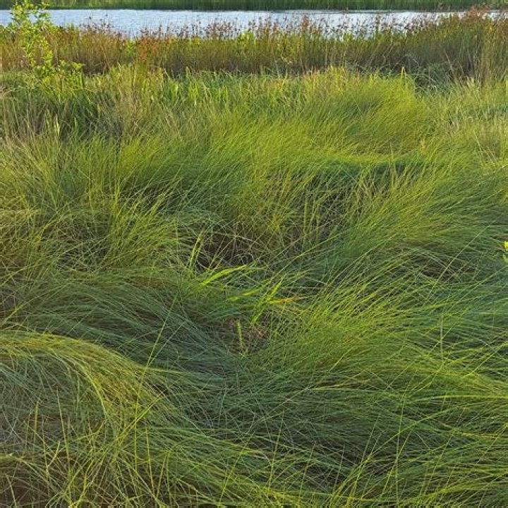 What kind of grass grows in the arctic?
