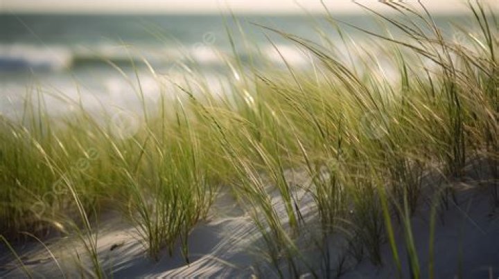 What kind of grass grows near the beach?