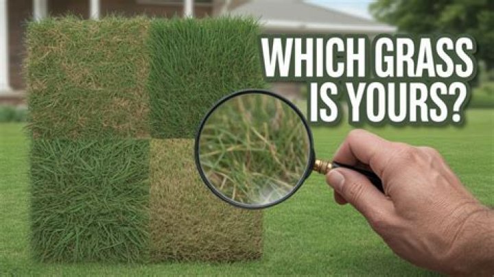 What kind of grass is found in Nebraska?