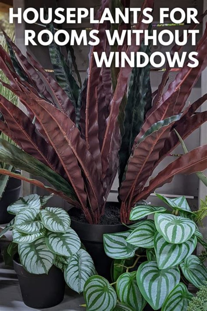 What kind of house plants can you grow in dark?