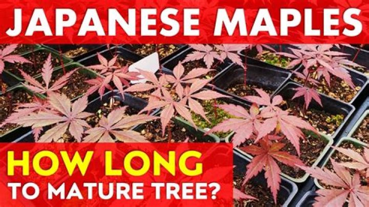 What kind of leaf does a Japanese maple have?
