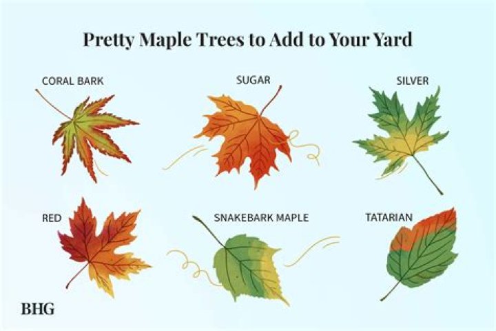 What kind of leaves do redwood trees have?
