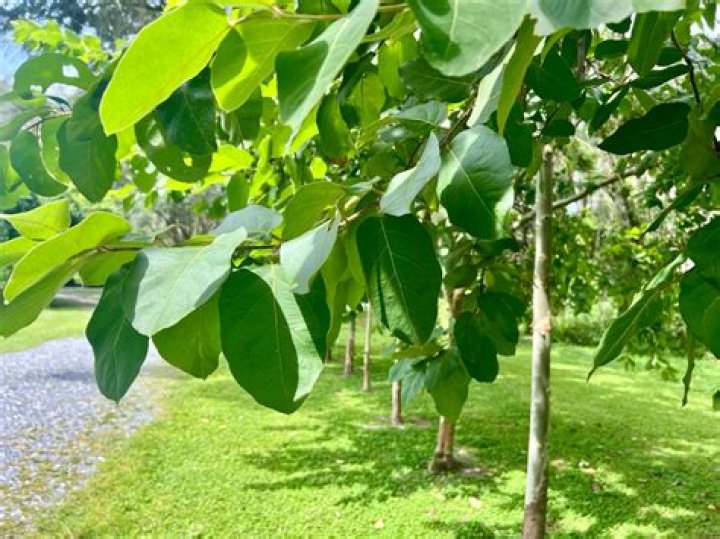 What kind of leaves does a cadaghi tree have?