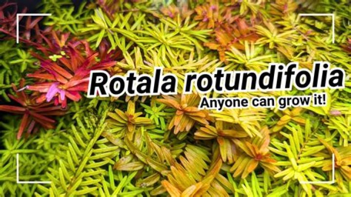 What kind of light does Rotala indica need?