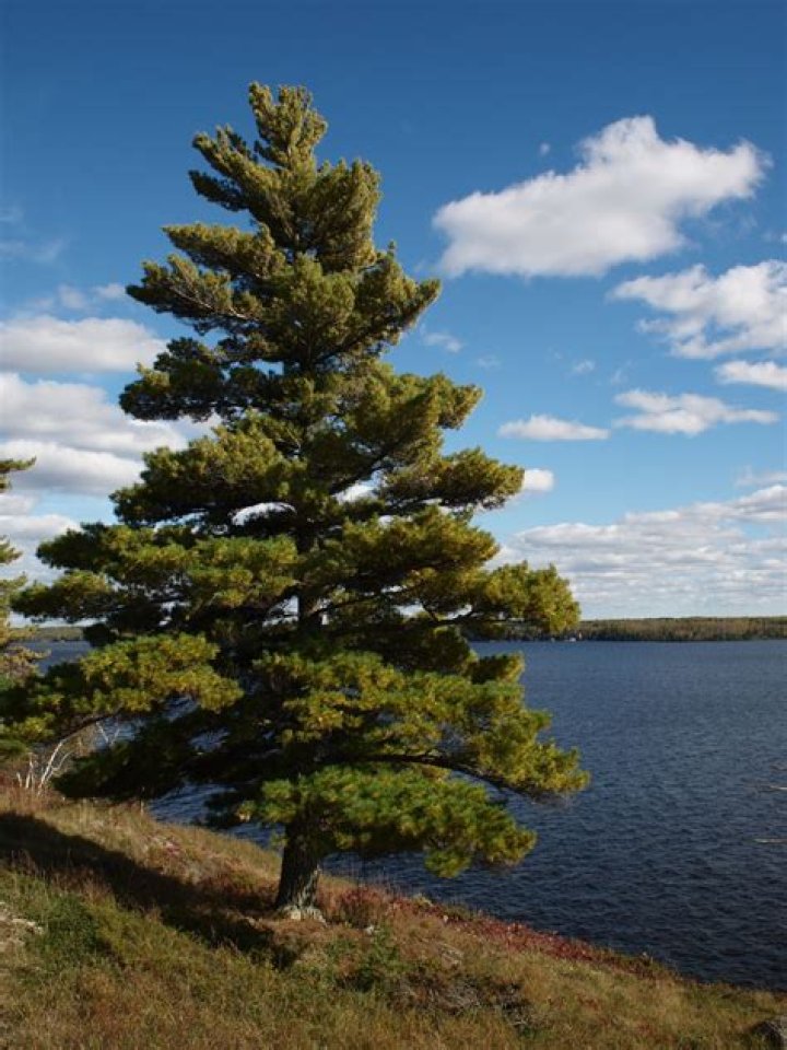 What kind of pine is white pine?