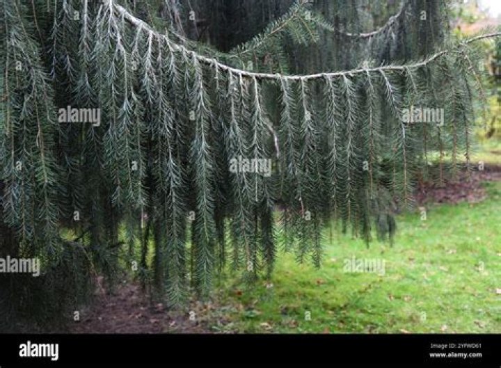 What kind of pine tree has drooping branches?