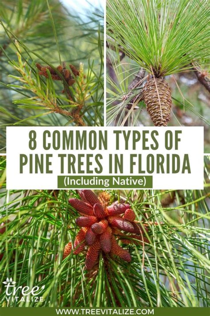 What kind of pine trees grow in Florida?