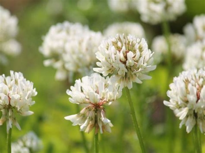 What kind of plant has white flowers on top?