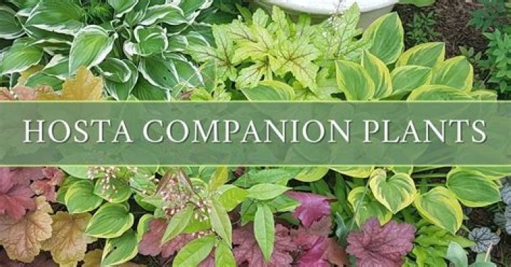 What kind of plant to plant in front of hostas?