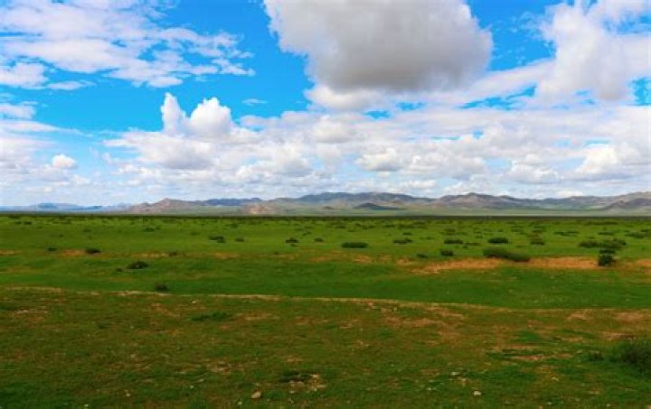 What kind of plants are in the steppe?