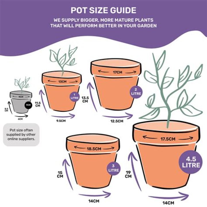 What kind of pot should I plant a lemon tree in?