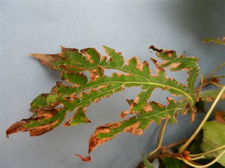 What kind of problem does cicada have on oak tree?