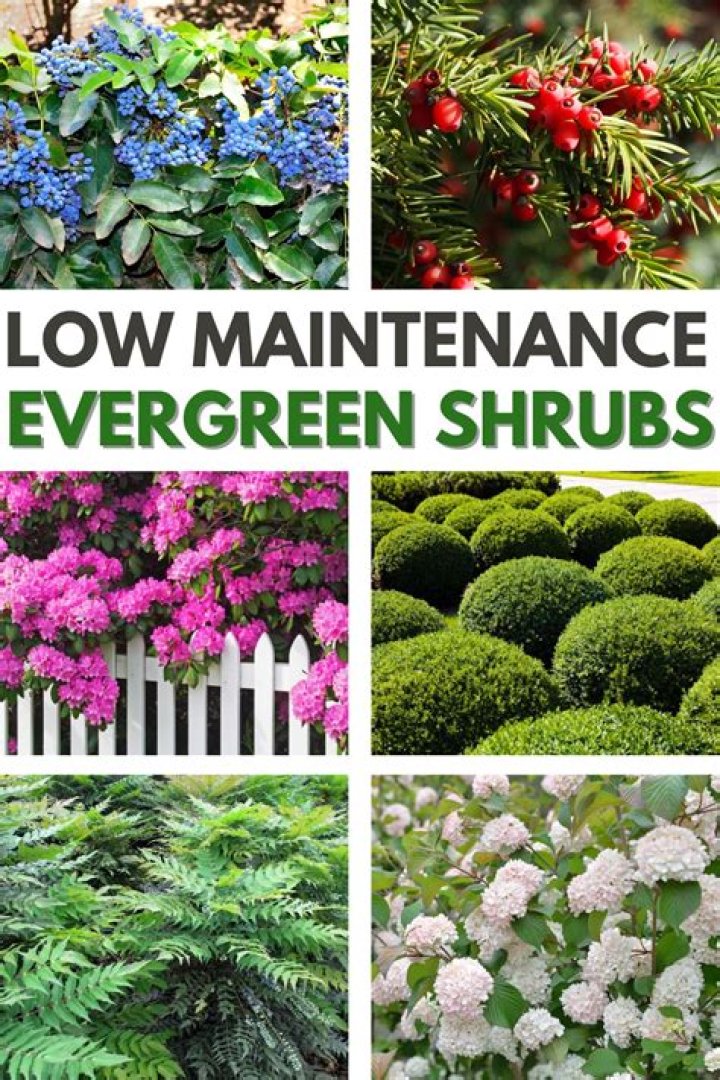 What kind of shrubs are low maintenance?
