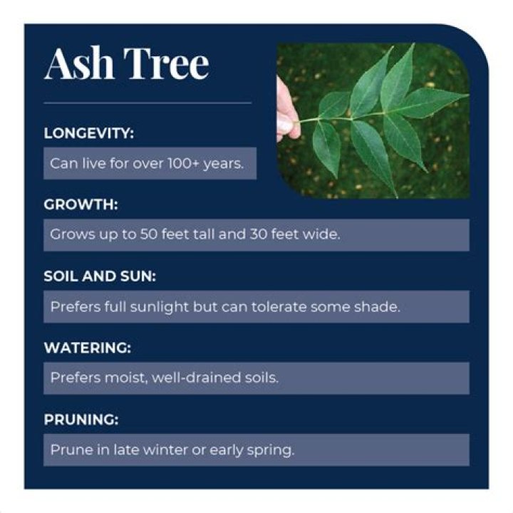 What kind of soil do ash trees like?