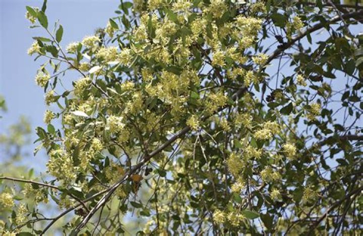 What kind of sun does a mayten tree need?