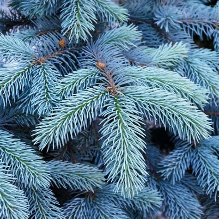 What kind of tree is a blue spruce?