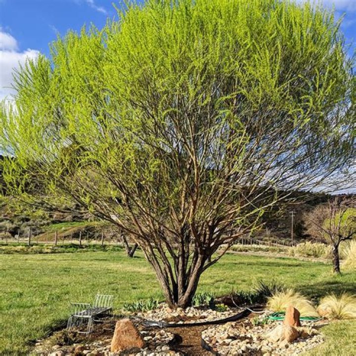 What kind of tree is a globe willow?