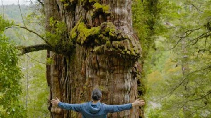 What kind of tree is a hemlock tree?