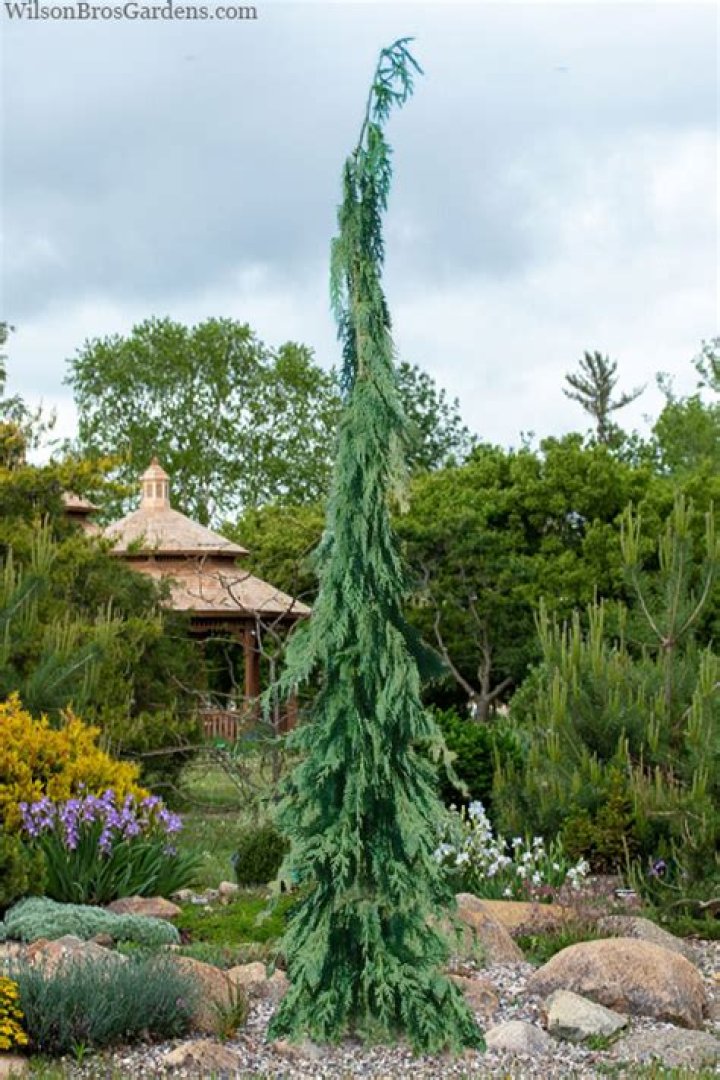 What kind of tree is a Nootka cypress?