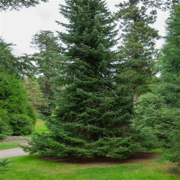 What kind of tree is a Norway spruce?