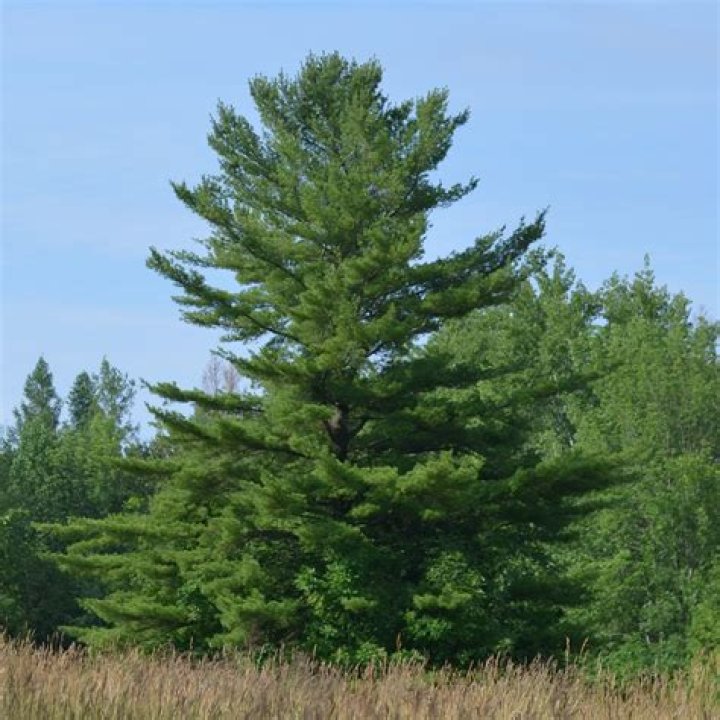What kind of tree is a white pine?