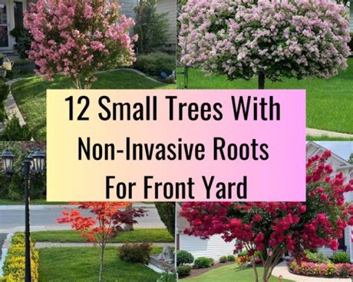 What kind of tree is best for your yard?