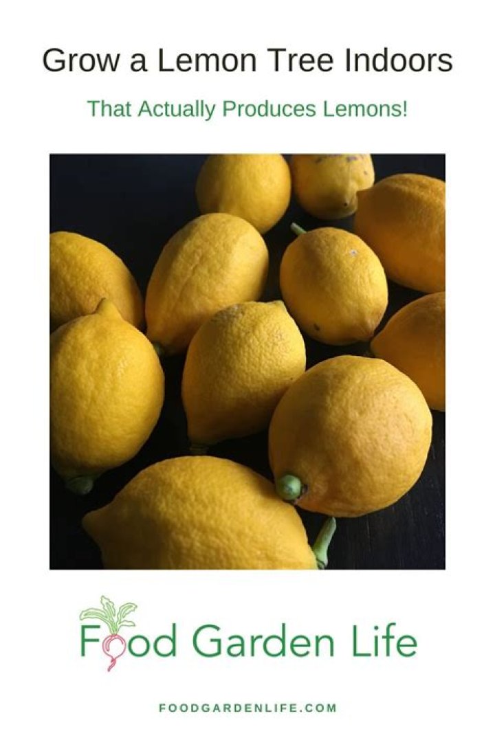 What kind of tree is good for indoor cooking?