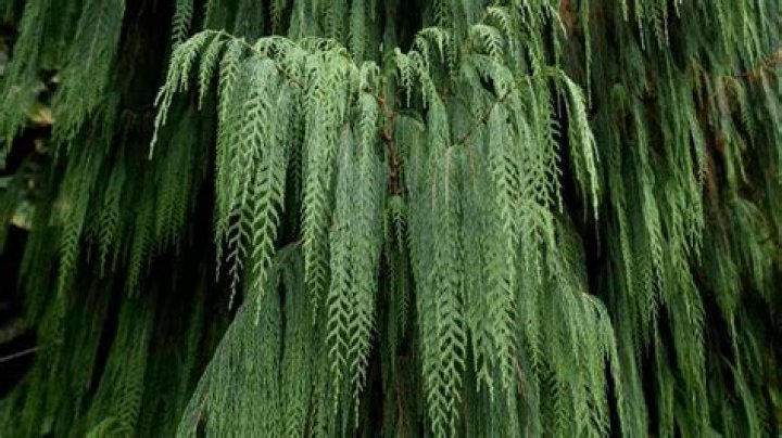 What kind of tree looks green all year long?