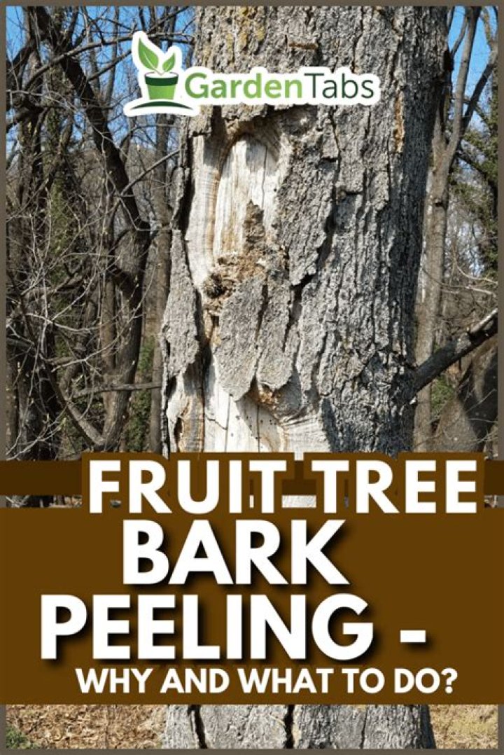 What kind of tree looks like the bark is peeling?