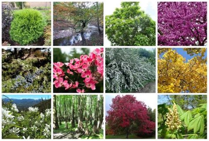 What kind of trees are planted in parking lots?
