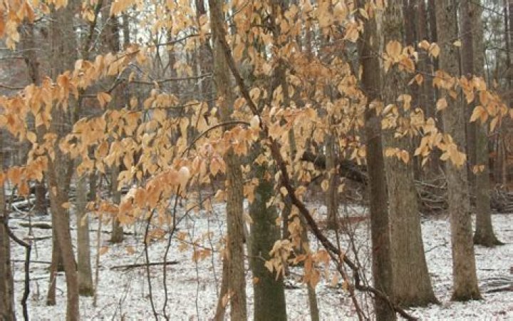What kind of trees do not lose their leaves?