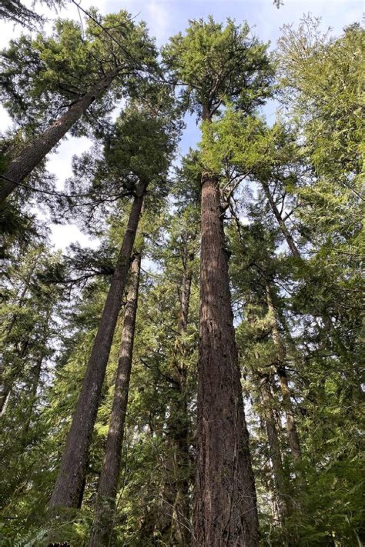 What kind of trees grow in a grove?