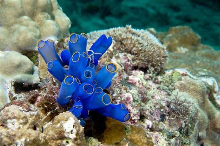 What kind of tunicates live in the Caribbean?