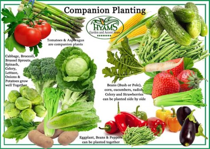 What kind of vegetables do companion plants like?