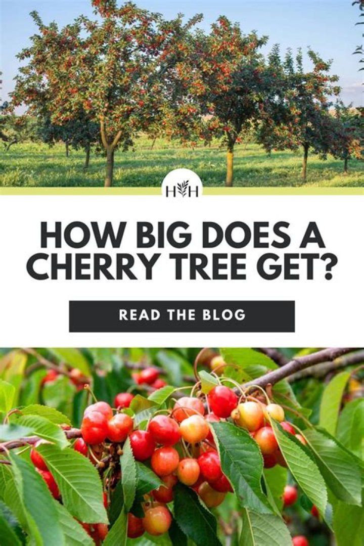 What kind of weather does a cherry tree need?