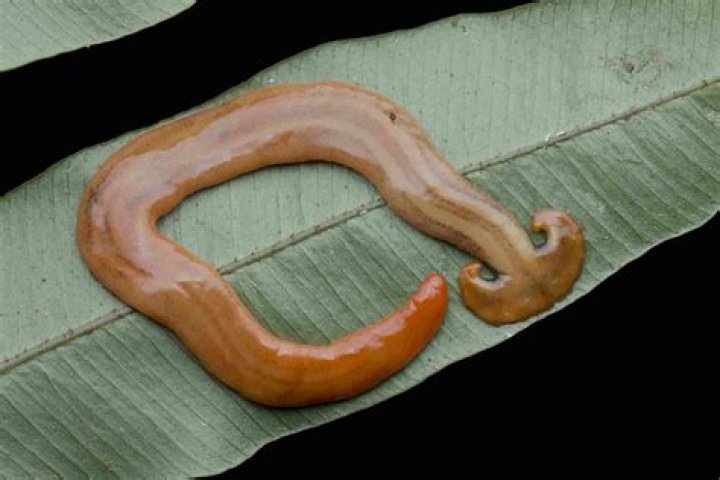 What kind of worm has a large creeping sole?