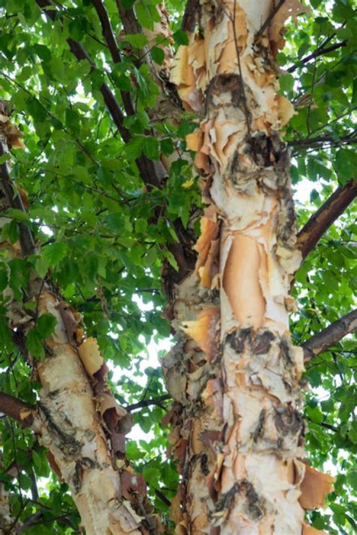 What liquid comes out of a birch tree?