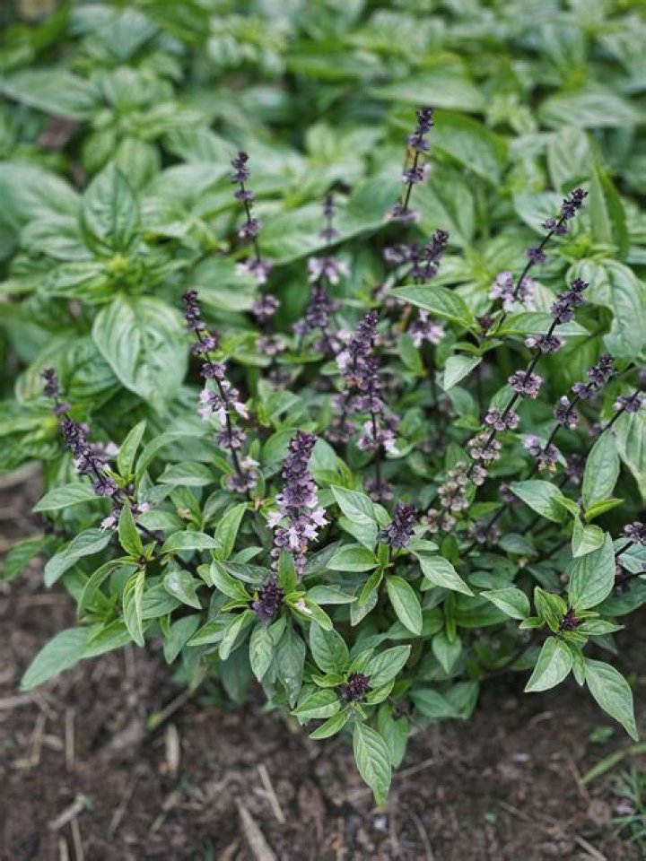 What looks like purple basil?