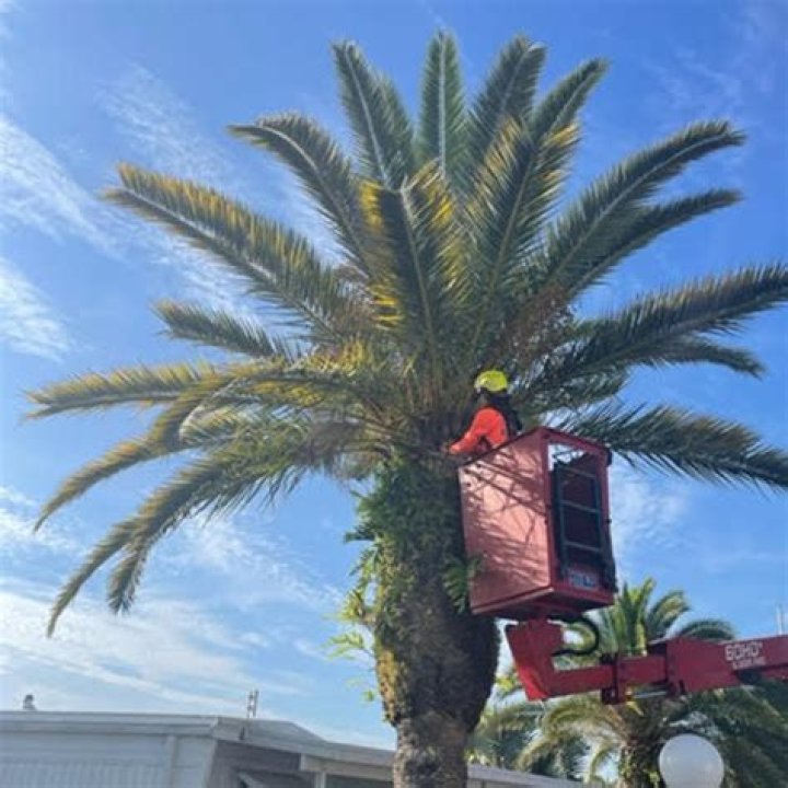 What maintenance does a palm tree need?