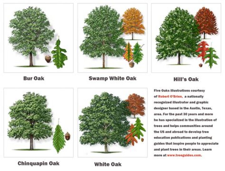 What makes a pin oak tree unmanageable?