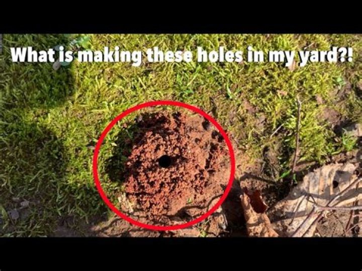What makes little holes in the ground?