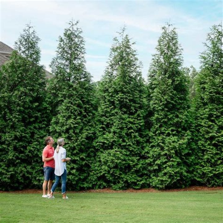 What makes Spring Grove Thuja a proven winner?