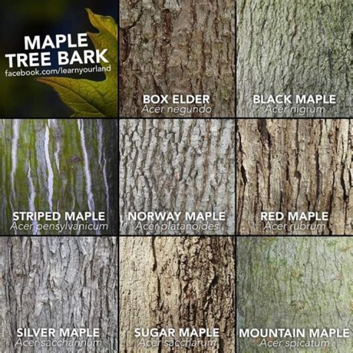 What maple trees have rough bark?
