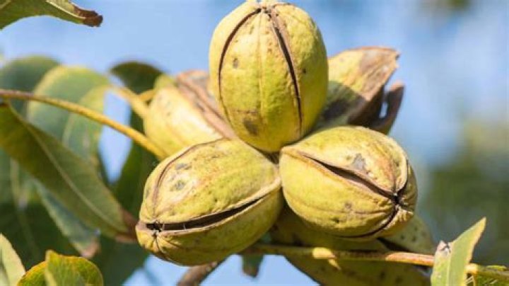 What month do pecans fall off the tree?